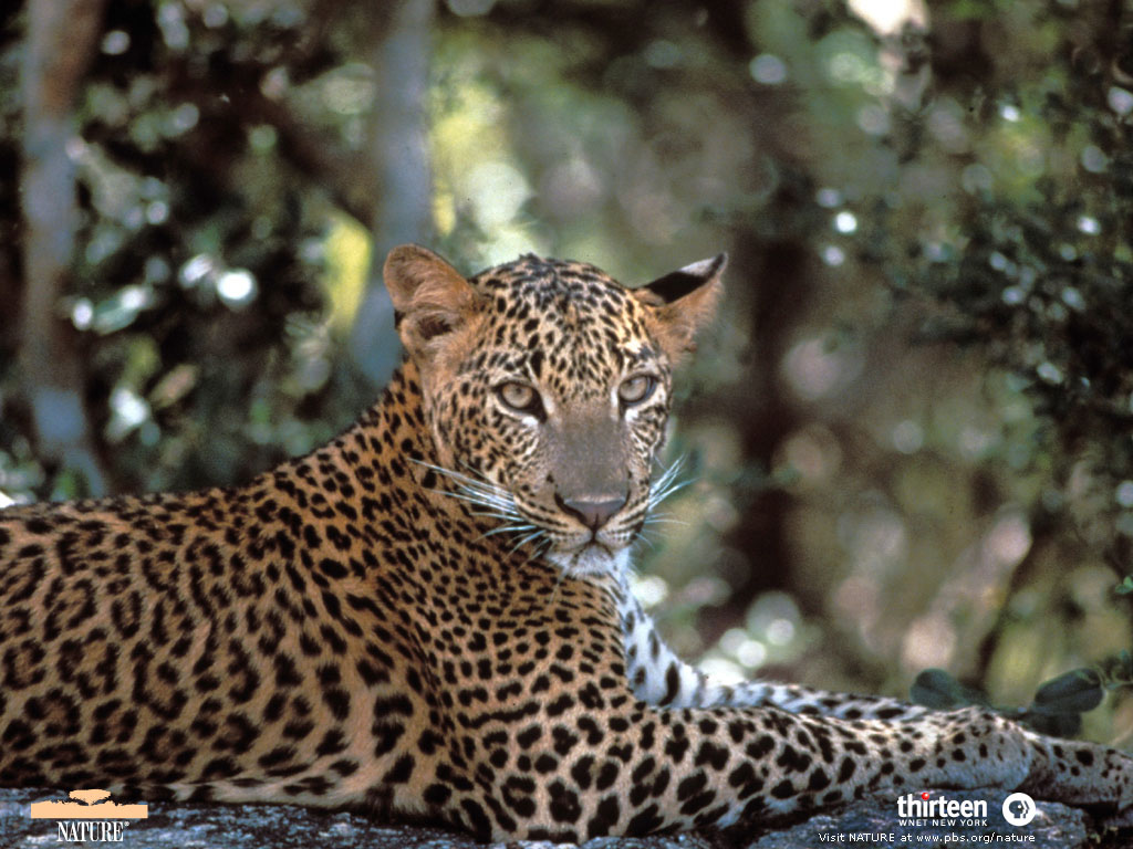leopards15198e